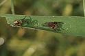 Larinioides_cornutus_D5127_Z_89_Canal du Nivernais_Frankrijk